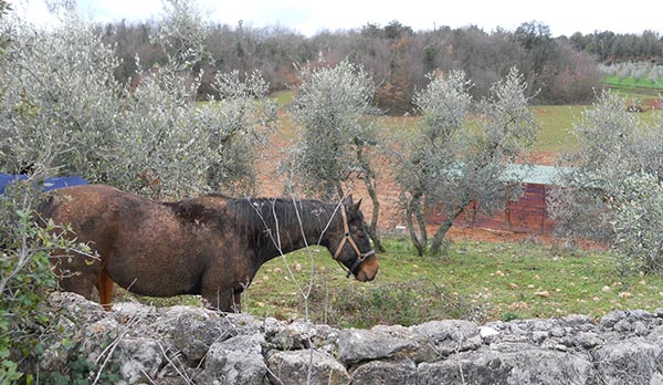 Box per cavalli e magazzino
Terreno in loc. la Chiocciola